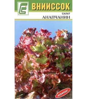Салат листовой Анапчанин