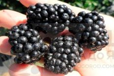 Ежевика Прайм-Арк Фридом Rubus eubatus Prime-Ark Freedom