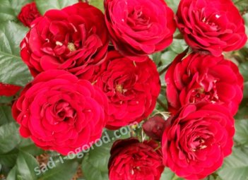 Роза флорибунда Лаваглут Rose Lavaglut