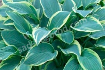 Хоста гибридная Дресс Блюз Hosta Dress Blues