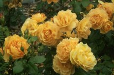 Роза флорибунда Эмбер Куин Rose Amber Queen