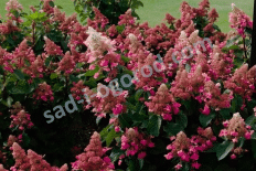 Гортензия метельчатая Инфинити Hydrangea paniculata Infinity
