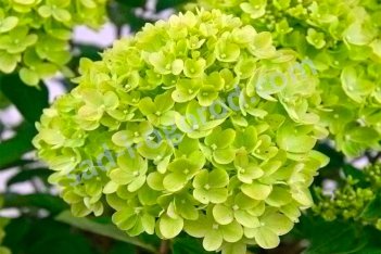 Гортензия метельчатая Литтл Лайм Hydrangea paniculata Little Lime