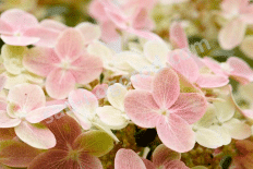 Гортензия метельчатая Полистар / Свич Офелия Hydrangea paniculata Polestar / Switch Ophelia