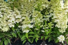 Гортензия метельчатая Конфетти Hydrangea paniculata Confetti