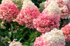 Гортензия метельчатая Пинки Промис Hydrangea paniculata Pinky Promise