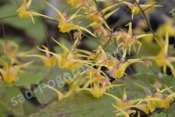 Горянка Epimedium Songbirds
