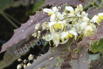 Горянка ушаньская Сэнди Клоуз Epimedium wushanense Sandy Claws