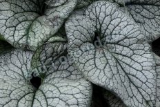 Бруннера крупнолистная Куин оф Хартс Brunnera macrophylla Queen of Hearts