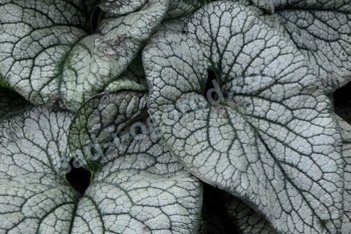 Бруннера крупнолистная Brunnera macrophylla 'Queen of Hearts'