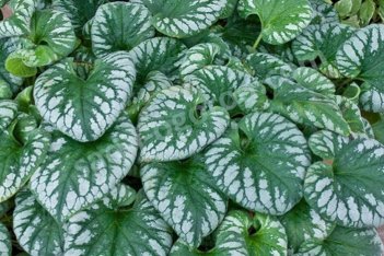Бруннера Эмеральд Мист Brunnera Emerald Mist