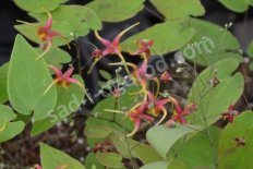 Горянка омейская Риголетто Epimedium x omeiense Rigoletto