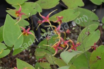 Горянка омейская Риголетто Epimedium x omeiense Rigoletto