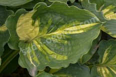 Хоста Лейксайд Пэйсли Принт Hosta Lakeside Paisley Print