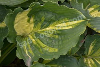 Хоста Лейксайд Пэйсли Принт Hosta Lakeside Paisley Print