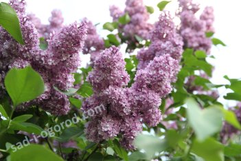 Сирень обыкновенная Павлинка Syringa vulgaris Pavlinka