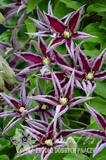Клематис Полония Реститута Clematis Polonia Restituta