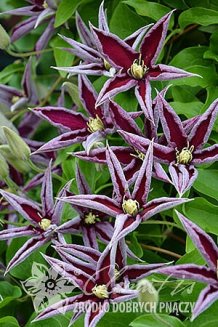 Клематис Полония Реститута Clematis Polonia Restituta