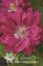 Клематис Акафудзи Clematis Akafuji