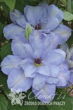 Клематис Блю Котиллион Clematis Blue Cotillion PBR