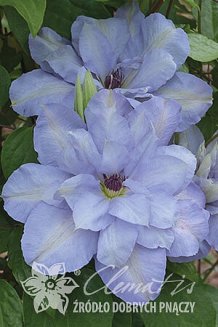 Клематис Блю Котиллион Clematis Blue Cotillion PBR