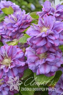 Клематис Королева Бона Clematis Królowa Bona