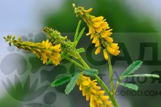 Смесь сидератов Клевер луговой/овес/донник желтый/ горчица