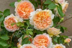 Роза английская плетистая Батшеба Rose Bathsheba