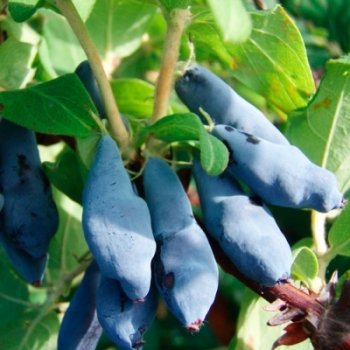 Жимолость синяя: особенности агротехники.