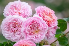 Роза английская Юстасия Вэй Rose Eustacia Vye