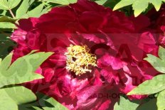 Пион древовидный Глубокое синее море Paeonia suffruticosa Da Zong Zi