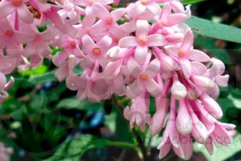 Сирень венгерская Syringa josikaea