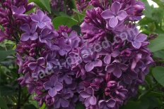 Сирень обыкновенная Говорит Ленинград Syringa vulgaris Govorit Leningrad