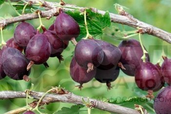 Крыжовник Черномор
