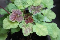 Гейхера Миракл Heuchera Miracle