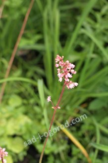 Гейхера Миракл Heuchera Miracle