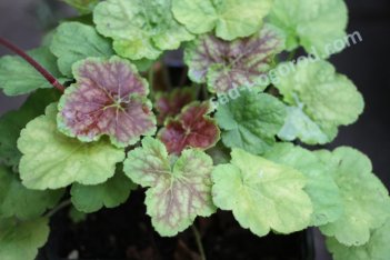 Гейхера Миракл Heuchera Miracle