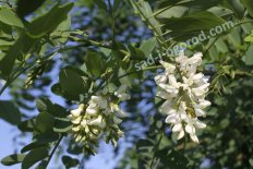 Лжеакация Robinia
