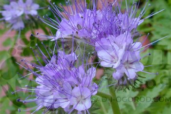 Лучшие предшественники для картофеля: какие сидераты выбрать