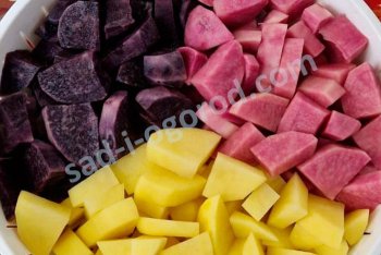 Разноцветный картофель - диетический продукт. Польза и особенности необычных сортов