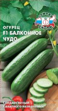 Огурец Балконное чудо F1 седек