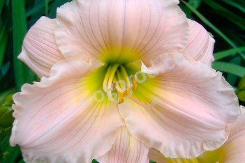 Лилейник Барбара Митчел Hemerocallis Barbara Mitchell