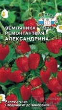 земляника Александрина мелкоплодная седек