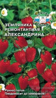 земляника Александрина мелкоплодная седек