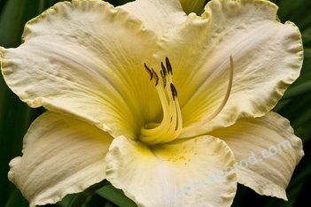 Лилейник Арктик Сноу Hemerocallis Arctic Snow