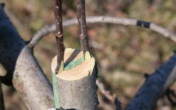 Воск-антитранспирант 250 граммов Зеленый