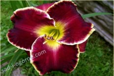 Лилейник Сторм оф зе Сэнчери Hemerocallis Storm of Century