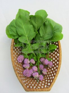 рукола Дикая Рокет (двурядник толстолистный) седек