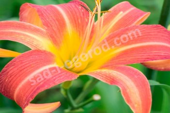 Лилейник Пинк Чарм Hemerocallis Pink Charm