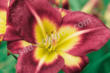 Лилейник гибридный Найт Бекон Hemerocallis Night Beacon